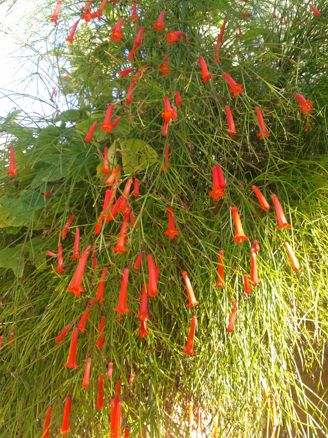 Unknown, Taormina Gardens